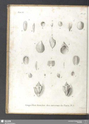 Coquilles fossiles des environs de Paris. Pl. I.