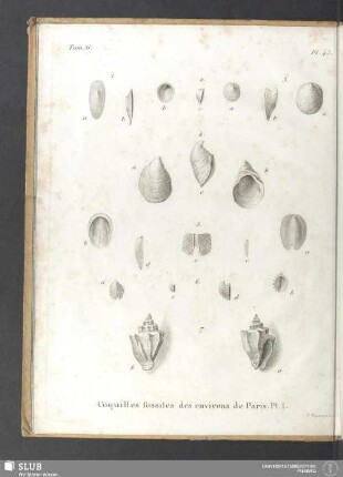 Coquilles fossiles des environs de Paris. Pl. I.