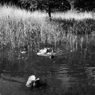 Salzwasserstelle Kurpark: Enten vor Schilf
