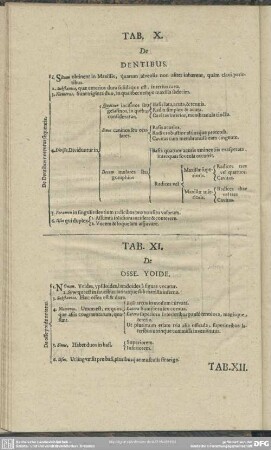 Tab. XI. De Osse Yoide