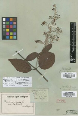 Banisteria argentea (Kunth) Spreng. var. transiens Nied.[syntype]