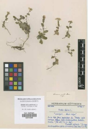 Arabis alpina L.