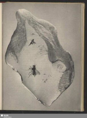 Bernstein mit Insekteneinschluß
