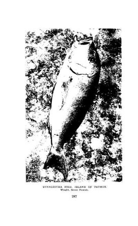 Synagritha Fish, Island of Patmos. Weight, seven pounds
