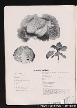 III. Gelber Holländer