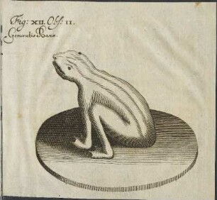 Illustration 13: Fig. XII. Obs. II.