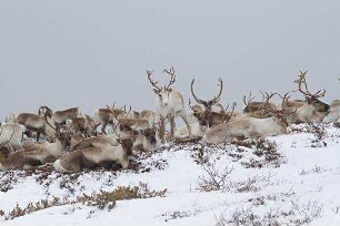 Unsere Wildnis