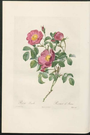 Rosa Pumila. Rosier d'Amour. Bessin sculp.