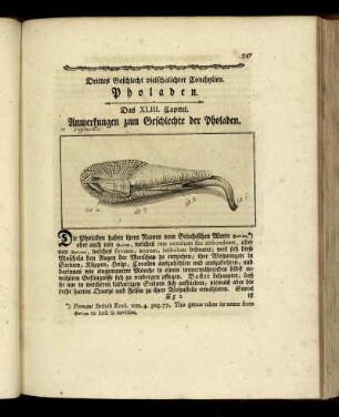 Drittes Geschlecht vielschalichter Conchylien. Pholaden.