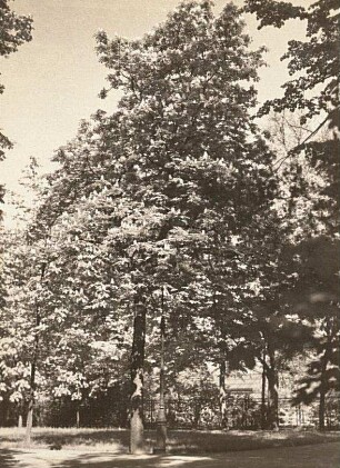 Rosskastanie : Gewöhnliche Rosskastanie (Aesculus) in Blüte