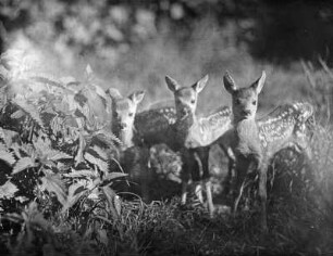 Rehe. Drei Kitze