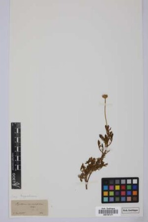 Pyrethrum coronopifolium Willd.