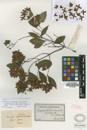 Tetrapterys guilleminiana A.Juss. f. oblonga Nied.