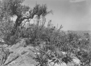 Spärliche Vegetation : Spärliche Baum- und Buschvegetation