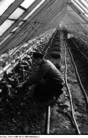 Dresden, Kaditz. Gärtnerische Produktionsgenossenschaft (GPG) Gartenbau Kaditz, Arbeit in den Gewächshäusern, 1959