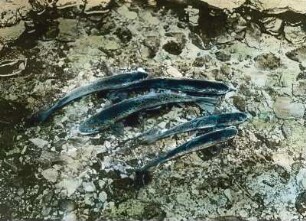 Fische. Forellen (Salmo trutta)