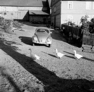 Ortsteilansicht eines Dorfes. Gänse überqueren vor einem Auto (Typ VW Käfer) eine Dorfstraße