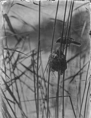 Teichrohrsänger und Kuckuck : Junger Kuckuck (Cuculus canorus) im Nest eines Teichrohrsängers (Acrocephalus scirpaceus).