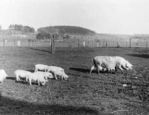 Rohnau : Rohnau (Bogatynia-Trzciniec/Polen). Schweine auf einem Grundstück