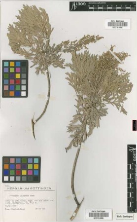 Artemisia gorgonum Webb