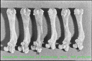 Nahaufnahme von Rattenknochen im Institut für Genetik und Toxikologie von Spaltstoffen (IGT)