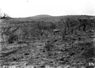 Nashorn : Nashorn im Umfolozi Park
