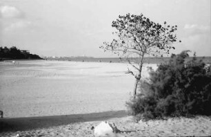 Mangalia: Einsamer Baum am leeren Strand