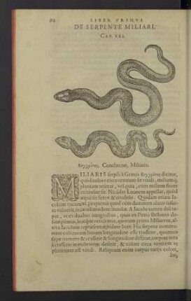 De serpente miliari. Cap. XXI.