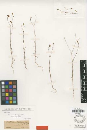 Silene kotschyi Boiss. var. kotschyi Boiss.[syntype]