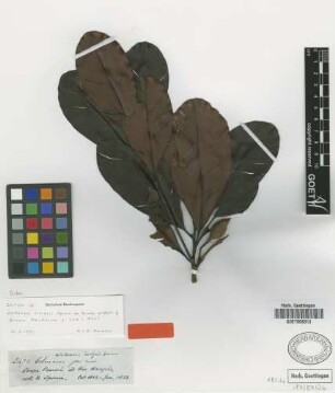 Wallacea insignis Spruce ex Benth. & Hook. f. [isotype]