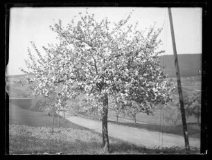 Obstbäume am Straßenrand