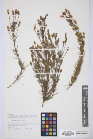 Plantago webbii Barn.