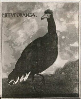 MITVPORANGA Glattschnabelhokko (Crax alector)