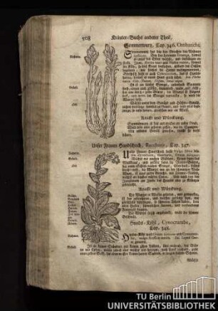 Cap. 347. Unser Frauenhandschuch,Baccharis.