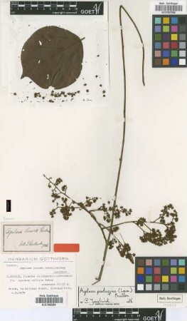 Agelaea obliqua Baker