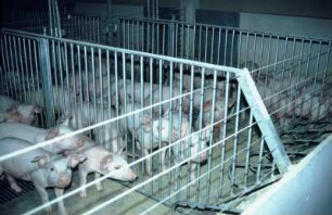 Einzel- und Gruppenhaltung für tragende und leere Sauen