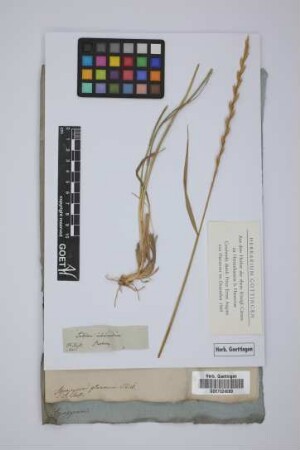 Triticum intermedium