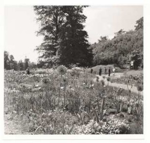 Bundesgartenschau 1955, Kassel: Blumenbeet mit Iris