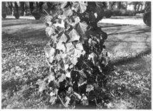 Efeuranken an einem Baum (Altersgruppe 18-21)