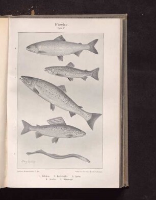 Fische Tafel V