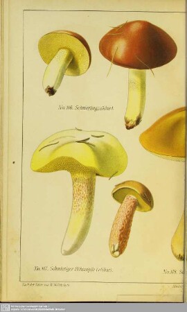 Taf.XXIV. No. 116-120
