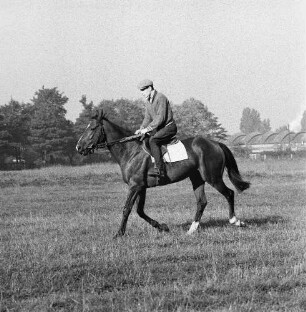 Gangarten des Pferdes. Jockey beim leichten Traben im Moritzburg