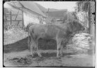 Landwirtschaftskammer Sigmaringen 1934 - Tieraufnahmen Stier