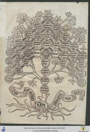 Arbor consanguinitatis.