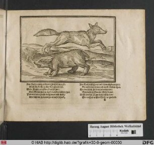 Ein Fuchs und ein Dachs.
