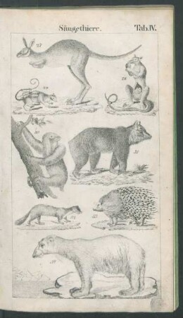 Tafel IV. Säugethiere.