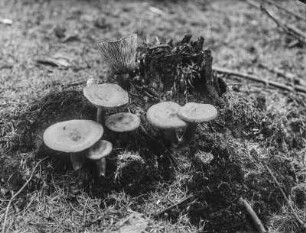 Rotbrauner Milchling : Rotbrauner Milchling (Lactarius rufus Scopoli).