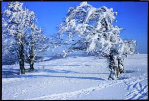 Schauinsland: verschneite Wetterbuchen