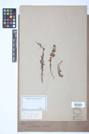 Adiantum caudatum L.