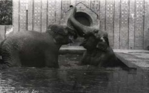 Leipzig: Zoo